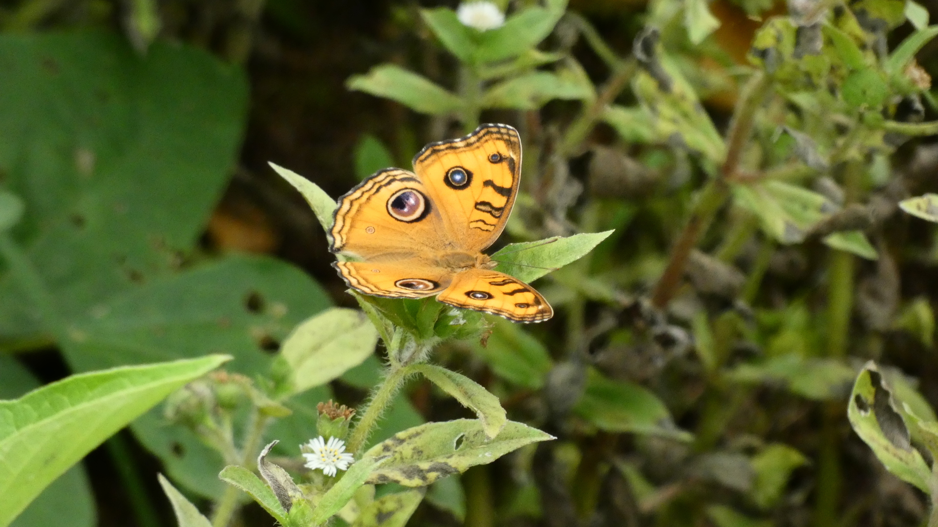 Peacock Pansy