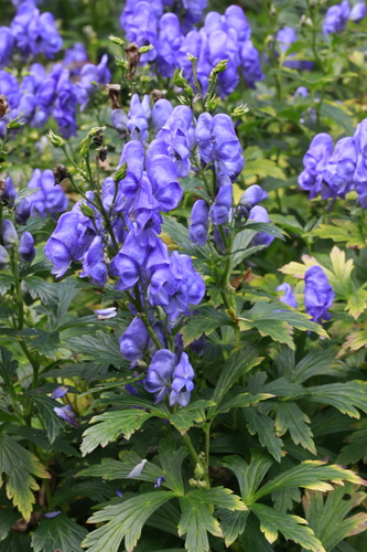 Aconitum carmichaelii, photograph 2