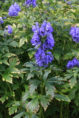 Aconitum carmichaelii, photograph author not stated, no rights reserved
