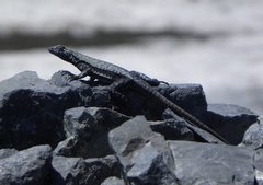 Microlophus atacamensis