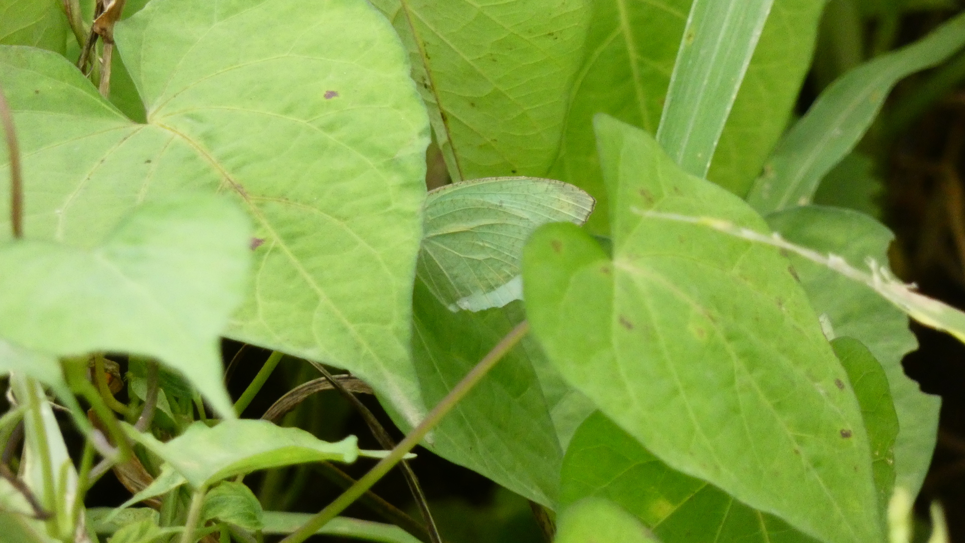 Mottled Emigrant