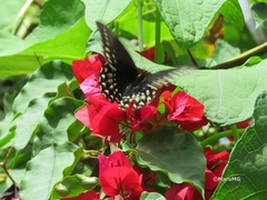 Papilio menatius victorinus