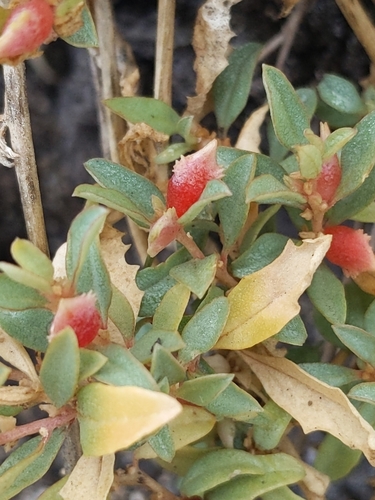 Atriplex semibaccata observed 2025-07-12