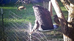 Coccothraustes vespertinus brooksi