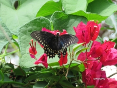 Papilio menatius victorinus