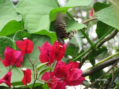 Papilio menatius victorinus