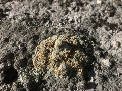 Rhizoplaca opiniconensis