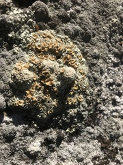 Rhizoplaca opiniconensis