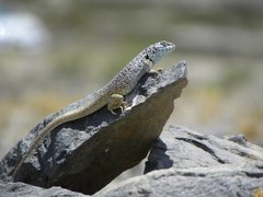 Liolaemus nigromaculatus