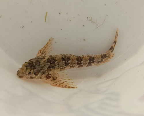 Lipophrys trigloides