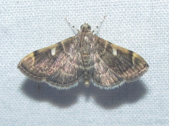 Bicilia iarchasalis