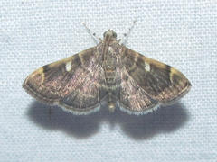 Bicilia iarchasalis