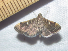Bicilia iarchasalis