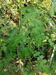 Zanthoxylum fagara