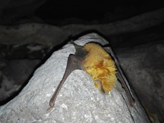 Pteronotus