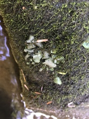 Dermatocarpon luridum