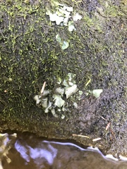 Dermatocarpon luridum