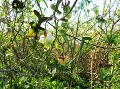 Araujia angustifolia