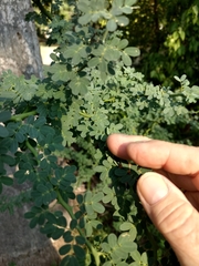 Parkinsonia texana macra