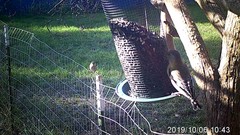 Coccothraustes vespertinus brooksi