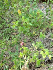 Lantana velutina