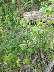 Lantana velutina