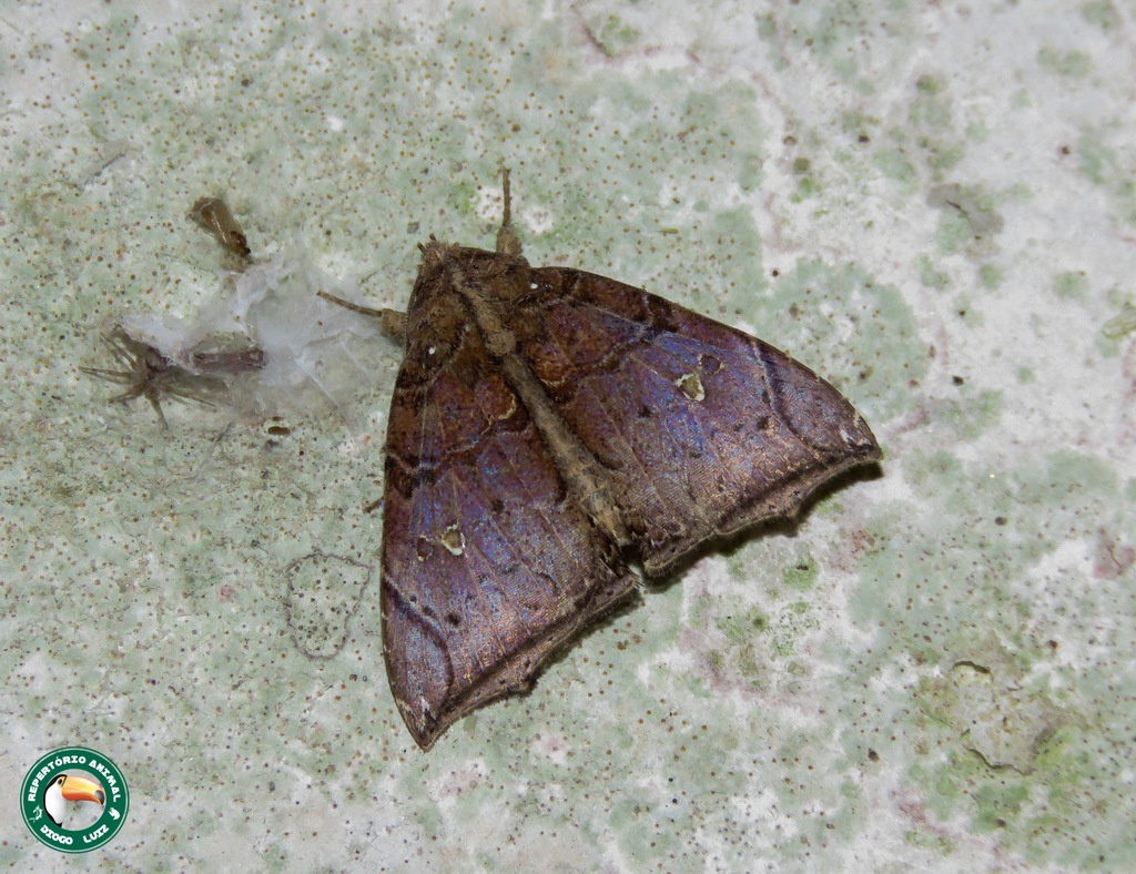 Pseudophisma pritanis