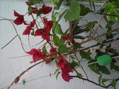 Bougainvillea