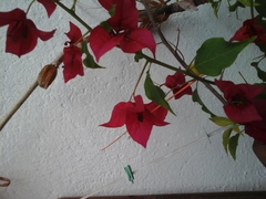 Bougainvillea