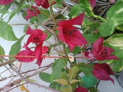 Bougainvillea