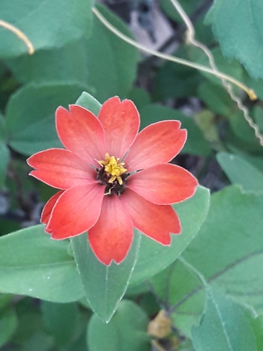 Peruvian zinnia