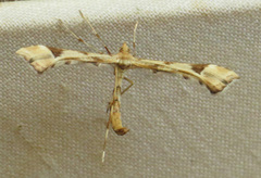 Platyptilia