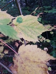 Acer spicatum