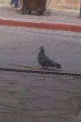 Columba livia domestica