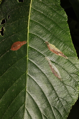 Phyllonorycter leucographella