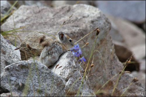 Large-eared Pika