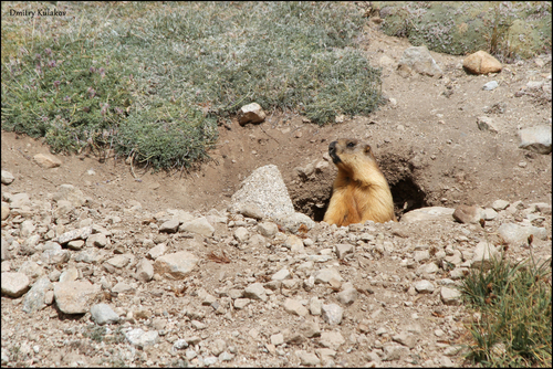 Long-tailed Marmot