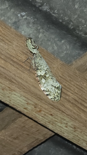 Peanut-headed Lanternfly