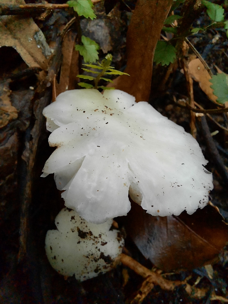 Humidicutis mavis · July 2025 · photo: © maxxrandomnumbers (iNaturalist, cc0)