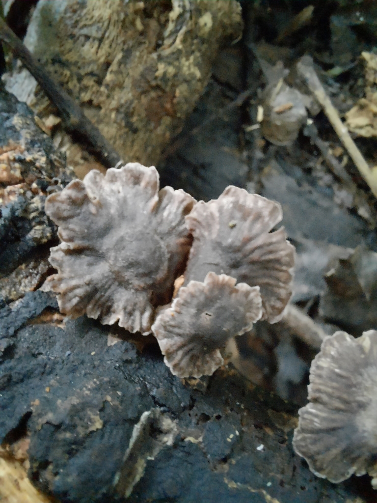 Gymnopus ceraceicola · July 2025 · photo: © maxxrandomnumbers (iNaturalist, cc0)