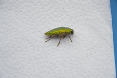 Lampetis principalis