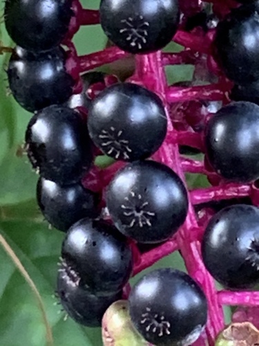 Phytolacca americana