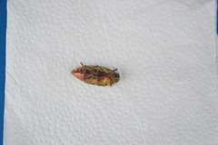 Lampetis principalis