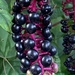 American Pokeweed - Photo (c) Sandy Wolkenberg, some rights reserved (CC BY), uploaded by Sandy Wolkenberg