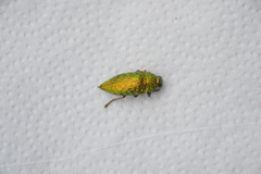 Lampetis principalis