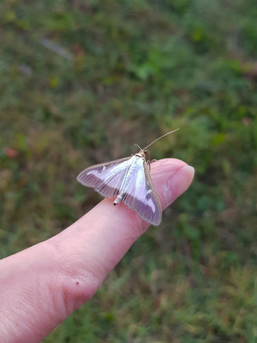 Box tree moth
