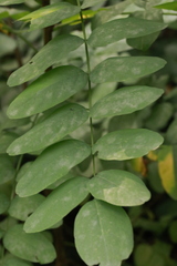 Erysiphe palczewskii