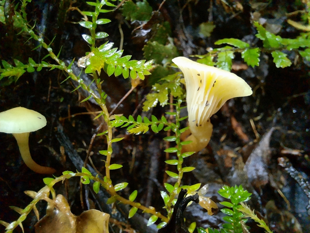 Cantharellus wellingtonensis · July 2025 · photo: © maxxrandomnumbers (iNaturalist, cc0)