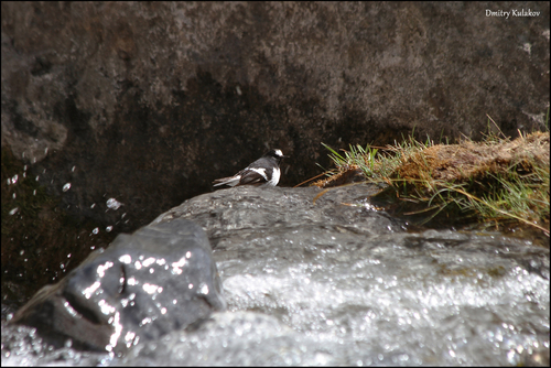 Little Forktail (Enicurus scouleri), photo 2