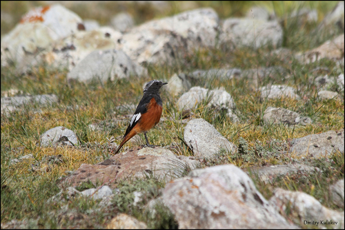 Güldenstädt's Redstart (Phoenicurus erythrogastrus), photo 10